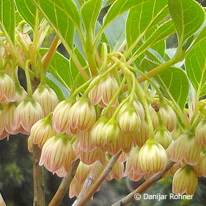 Enkianthus campanulatus