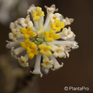 Edgeworthia chrysantha