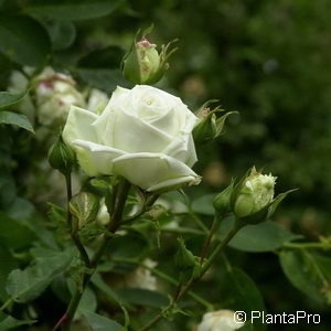 Kletterrose'Ilse Krohn Superior'