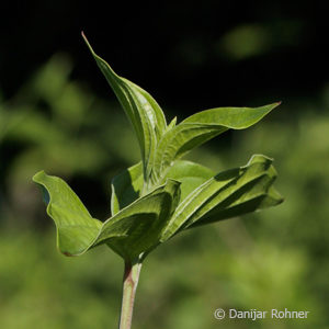 Cornus mas