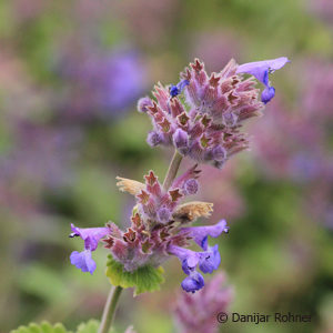 Nepeta faassenii (x)'Superba'