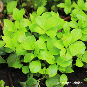 Cornus canadensis