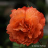 Strauchrose'Westerland'