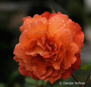 Strauchrose'Westerland'