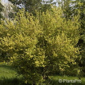 Ribes alpinum