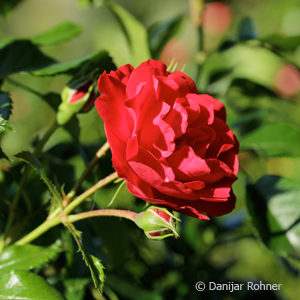 Bodendeckerrose'Heidefeuer'