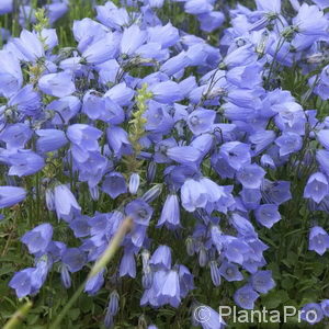 Campanula cochleariifolia