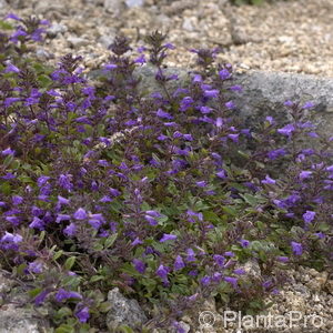 Acinos alpinus