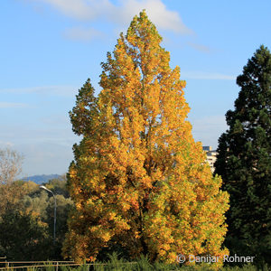 Liriodendron tulipifera