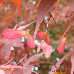 Acer palmatum'Atropurpureum'