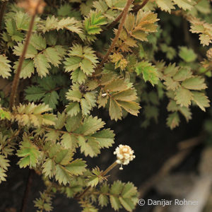 Acaena microphylla'Kupferteppich'