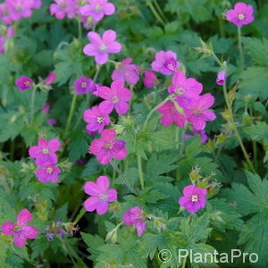 Geranium endressii