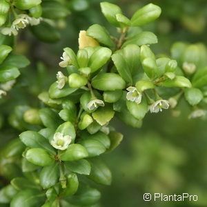 Ilex crenata'Convexa'