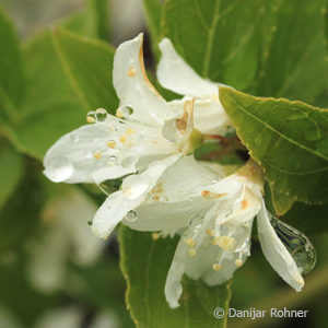 Deutzia gracilis