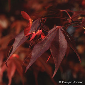 Acer palmatum'Bloodgood'