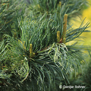 Pinus parviflora'Tempelhof'