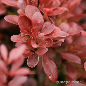 Berberis thunbergii'Atropurpurea Nana'