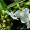 Tradescantia (Andersoniana-Gruppe)'Innocence'