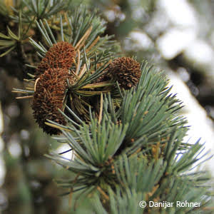 Cedrus libani'Glauca'