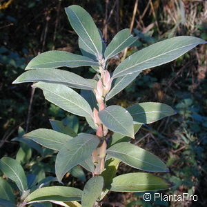 Salix gracilistyla