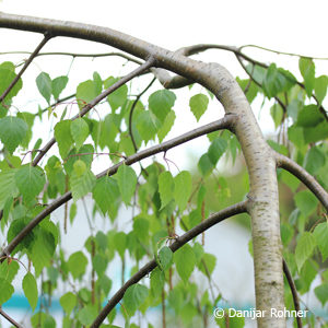 Betula pendula'Youngii'