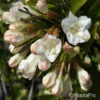 Weigela'Bristol Snowflake'