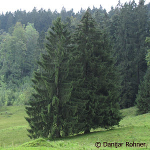 Picea abies