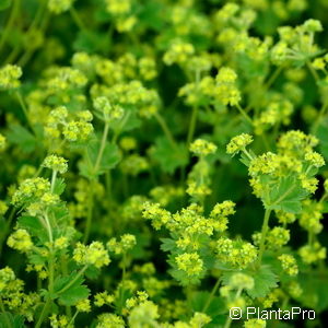 Alchemilla erythropoda