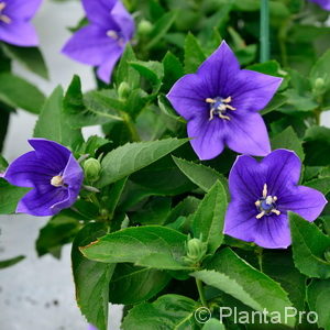 Platycodon grandiflorus'Fuji Blue'