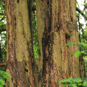 Taxus baccata