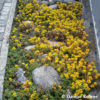 Sedum floriferum'Weihenstephaner Gold'