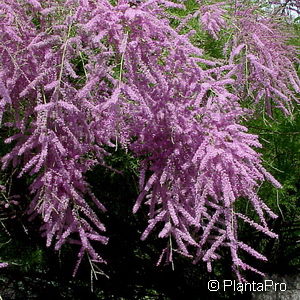 Tamarix ramosissima'Pink Cascade'