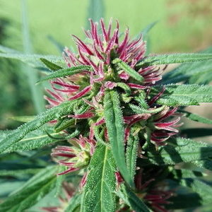 Cannabis'Swiss Flower'