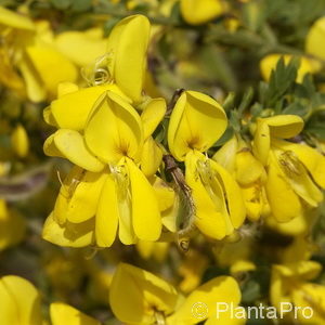 Cytisus scoparius'Golden Sunlight'