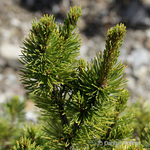 Pinus mugo'Wintergold'