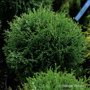 Thuja occidentalis'Tiny Tim'