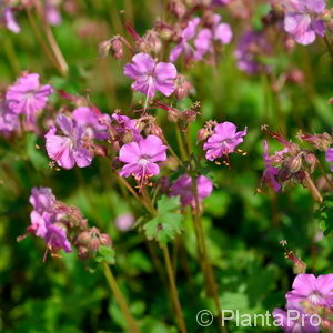 Geranium cantabrigiense'Berggarten'