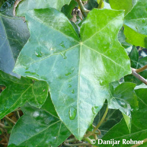 Hedera hibernica