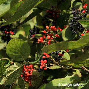 Viburnum lantana