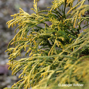 Chamaecyparis pisifera'Sungold'