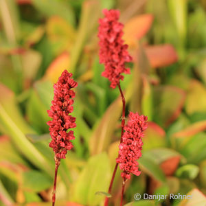 Persicaria affinis'Superba'