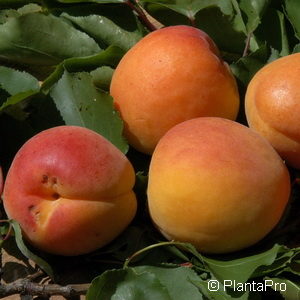 Prunus (Aprikose)'Schöne von Hauenstein'