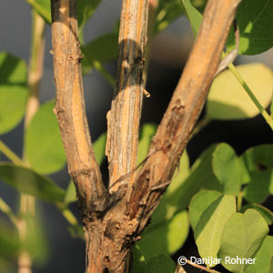 Colutea arborescens