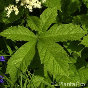 Rodgersia aesculifolia