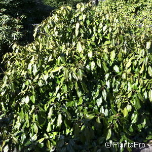 Hedera colchica'Arborescens'