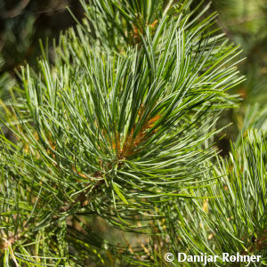 Pinus cembra