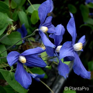 Clematis durandii