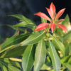 Pieris japonica