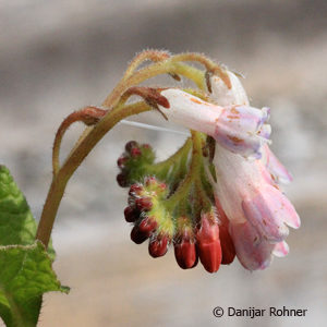 Symphytum grandiflorum