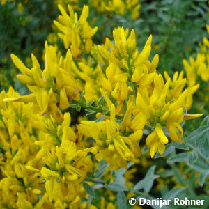 Genista tinctoria'Royal Gold'